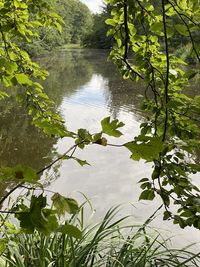 Reflection of trees in lake