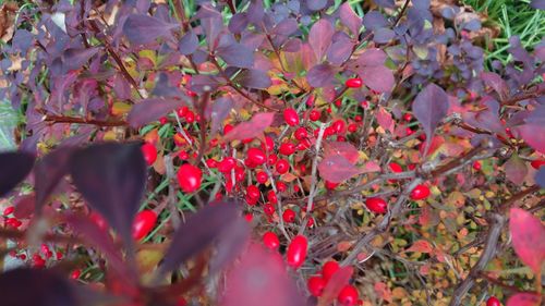 Close-up of red flowers on tree