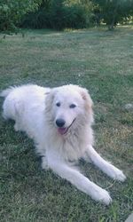 Portrait of dog on field