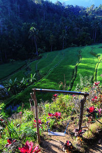 High angle view of flowering plants on land