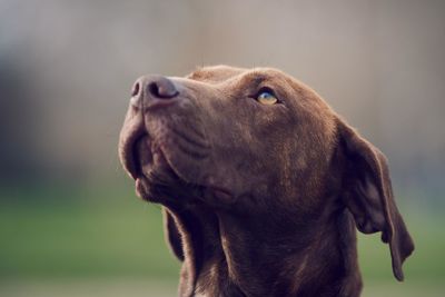 Close-up portrait of dog