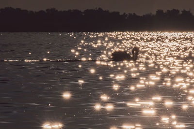 View of illuminated swimming in lake