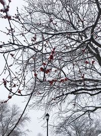 Low angle view of bare tree during winter