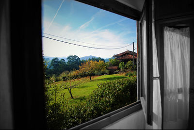 Trees seen through wet window