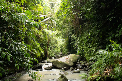 View of stream amidst trees in forest