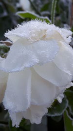 Close-up of wet flower