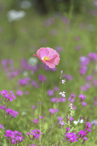 Close-up of pink flowering plant on field