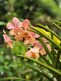 Close-up of pink flowering plant