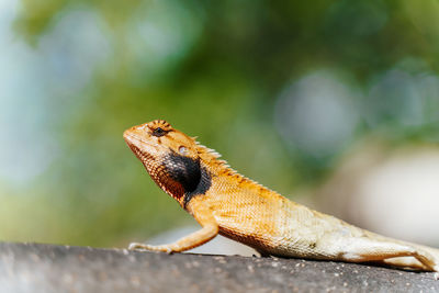 Close-up of a lizard