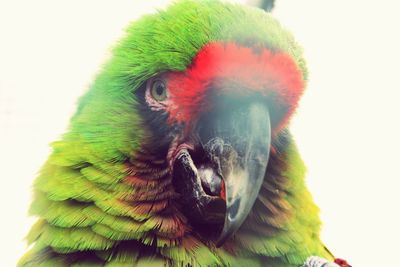Close-up of parrot on branch over white background