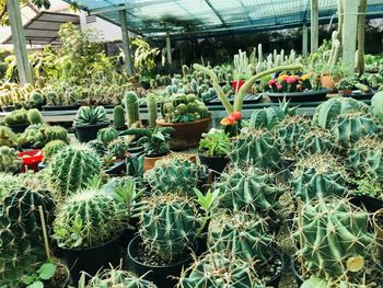 Potted plants at greenhouse