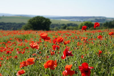 Close-up of red poppy flowers in field