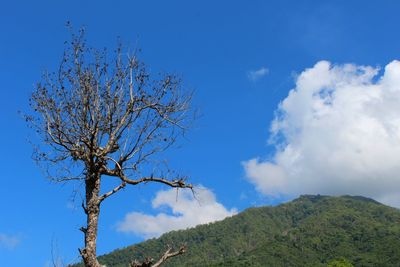 Low angle view of tree against sky