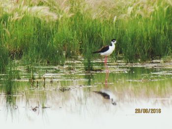 Bird perching on lake