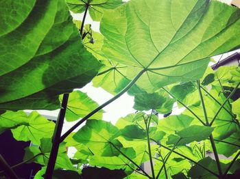 Close-up of green leaves