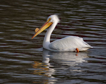 Swan swimming in lake