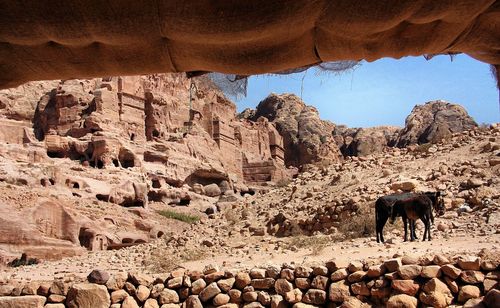 View of animals on rock formation