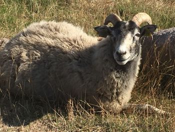 Portrait of sheep in a field