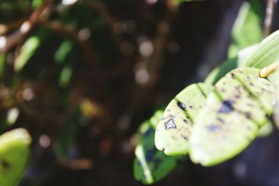 Close-up of green leaf on plant