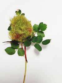 Close-up of plant against white background