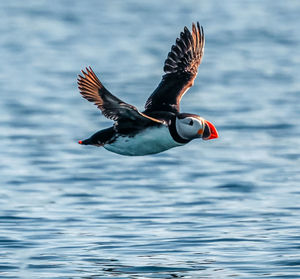 Close-up of bird flying over sea