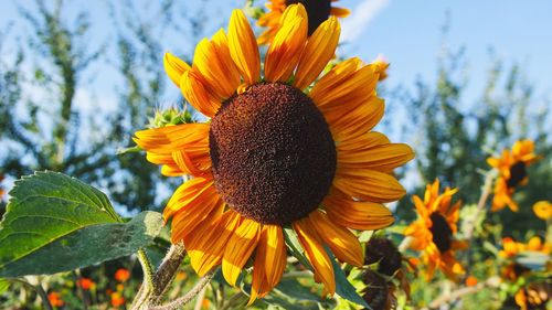 Close-up of sunflower