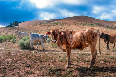 Horses grazing on field against clear sky