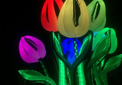 Close-up of multi colored flower