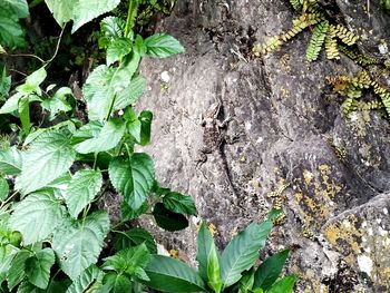 High angle view of ivy growing on rock