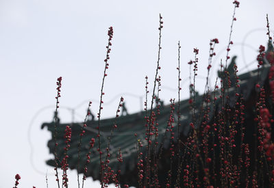 Close-up of flowering plants against clear sky