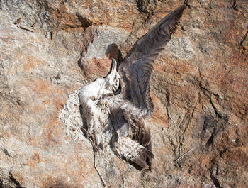 View of lizard on rock