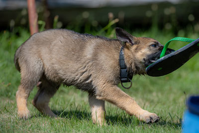 Side view of a dog on field
