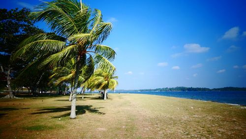 Palm trees on beach against blue sky