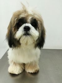 Close-up portrait of a dog