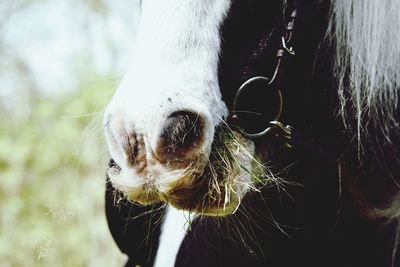 Close-up of a horse