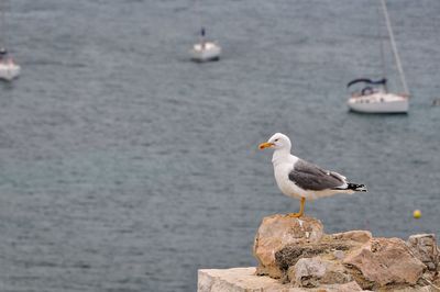 Seagull perching on rock by sea
