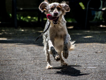 Front view of dog running on road