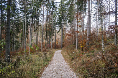 Dirt road amidst trees in forest