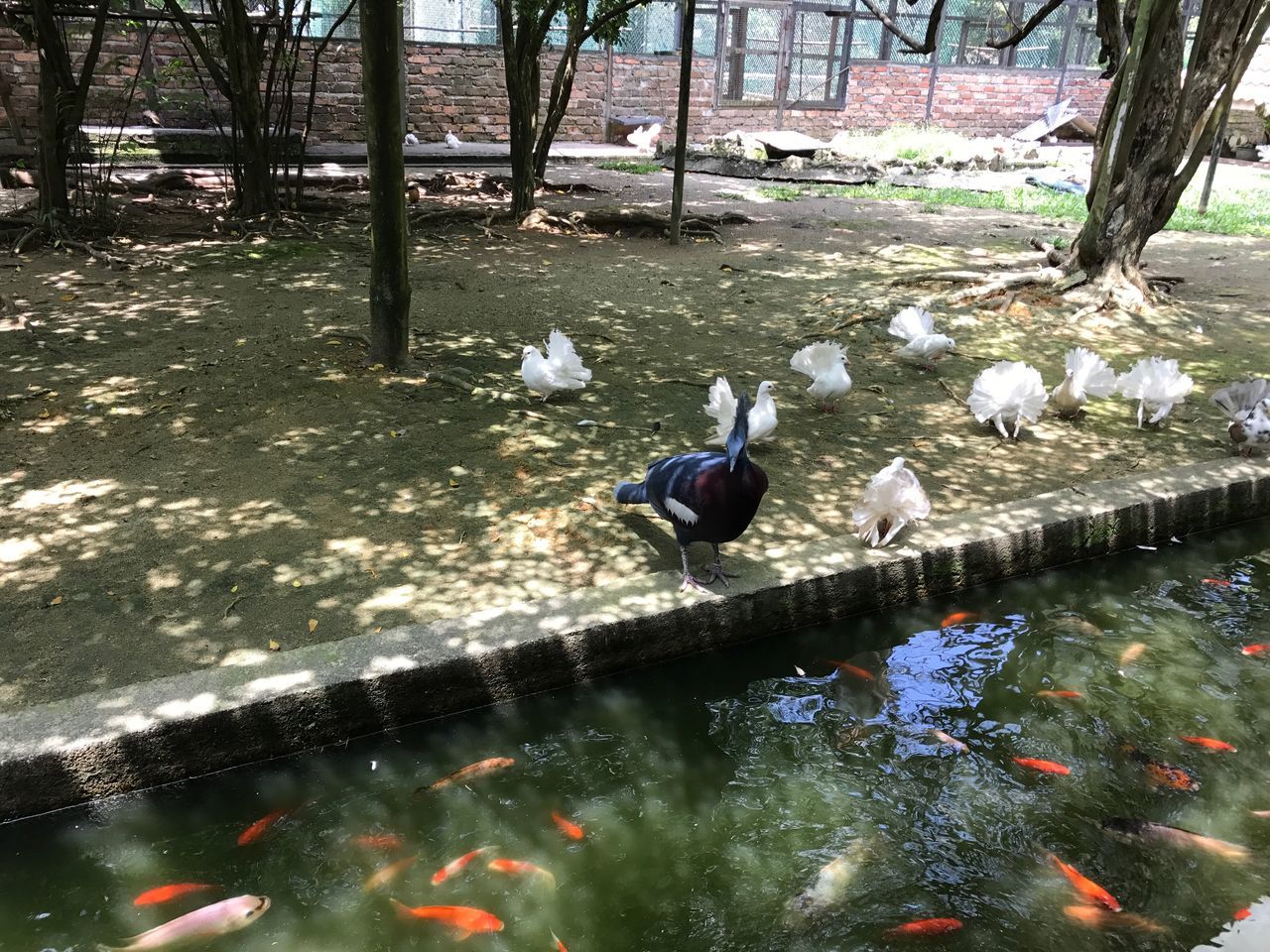 animal themes, animals in the wild, bird, water, animal wildlife, nature, lake, wildlife, day, outdoors, no people, waterfront, large group of animals, perching, beauty in nature, swimming, tree