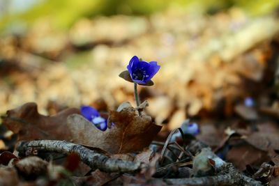 Close-up of purple flowering plant on field