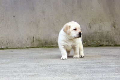 Close-up of puppy sitting outdoors