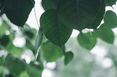Close-up of leaves on branches