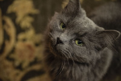 Close-up of cat looking away