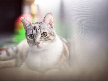 Portrait of cat sitting on floor