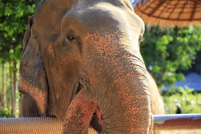 Close-up of elephant