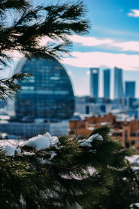 Close-up of pine tree against sky during winter