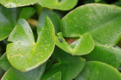 Close-up of insect on leaves