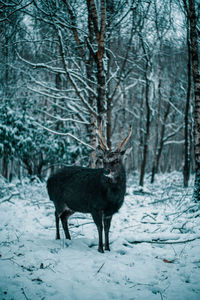 Deer on snow covered land