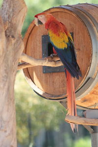 Close-up of bird perching on wooden post