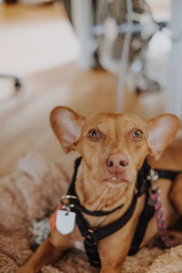 Close-up portrait of a dog